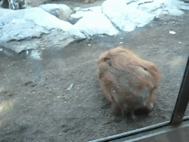 Orangutan Rolling